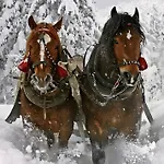 Landlhof Prázdninový dům Ramsau am Dachstein
